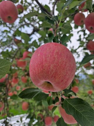 또바기사과(이훈희)님의 자유주제 · 자유게시판 작성글 사진