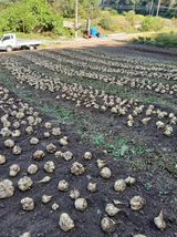 팜모닝 · 게시글 이미지