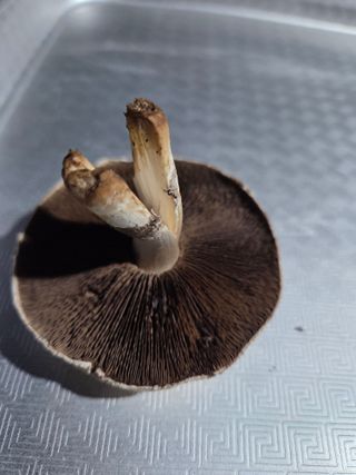 수달이님의 자유주제 · 자유게시판 작성글 사진