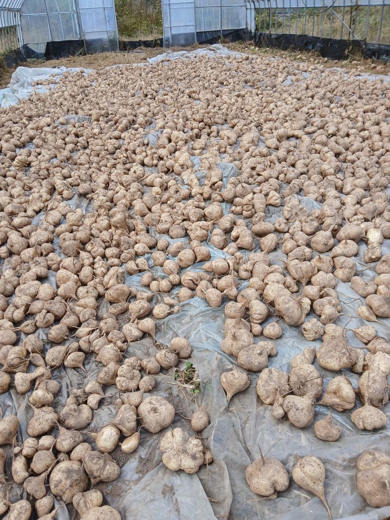 유석범님의 장터 판매 상품 [히카마 7kg] 첨부 사진