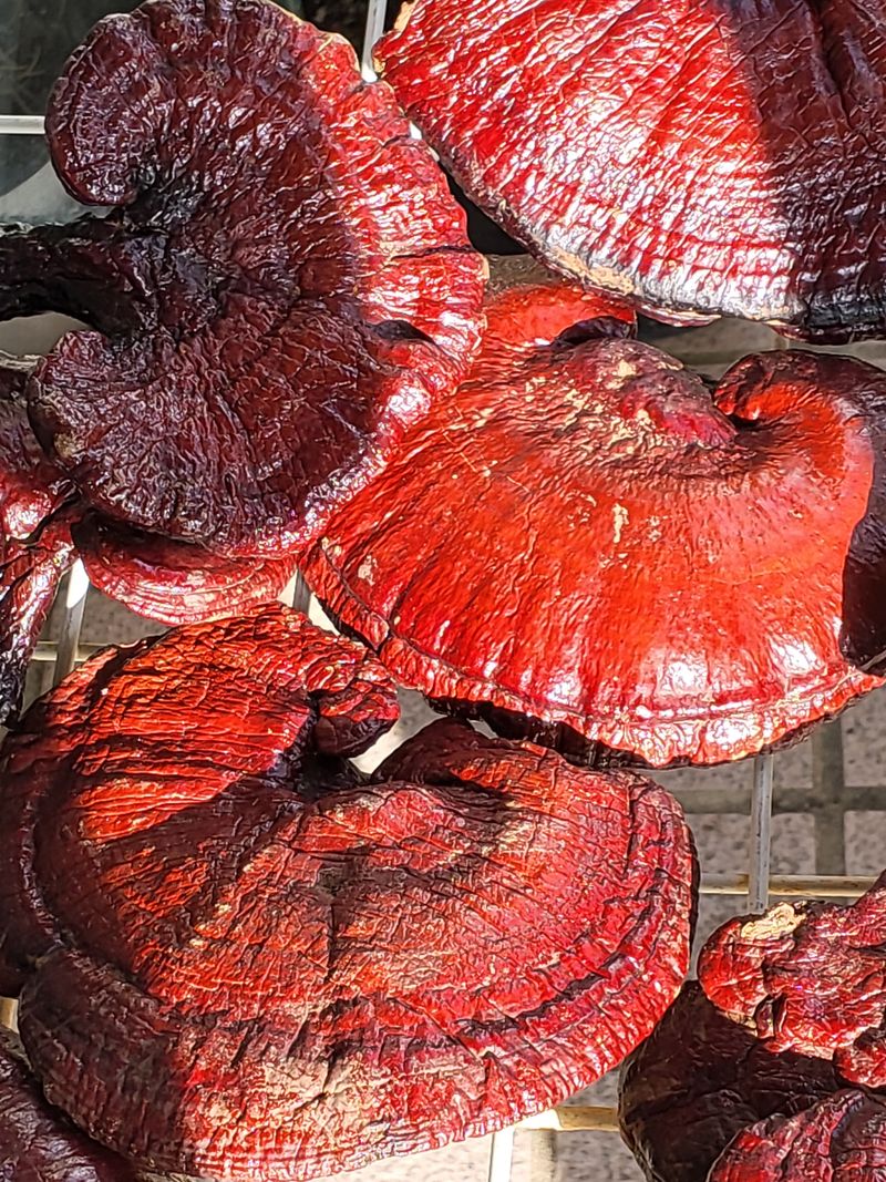 오귀연님의 장터 판매 상품 [1킬로] 첨부 사진