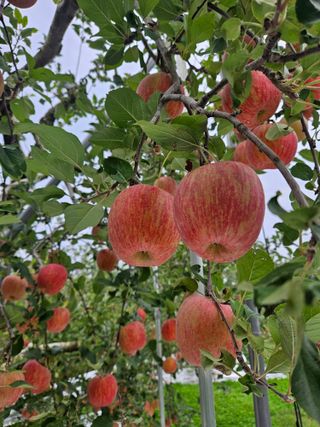 또바기사과(이훈희)님의 자유주제 · 자유게시판 작성글 사진