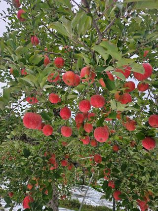 또바기사과(이훈희)님의 자유주제 · 자유게시판 작성글 사진