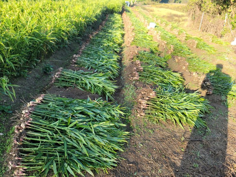 모두애님의 장터 판매 상품 [25년도 햇흙생강10kg] 첨부 사진