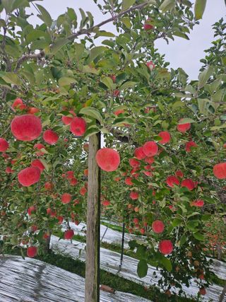 또바기사과(이훈희)님의 자유주제 · 자유게시판 작성글 사진
