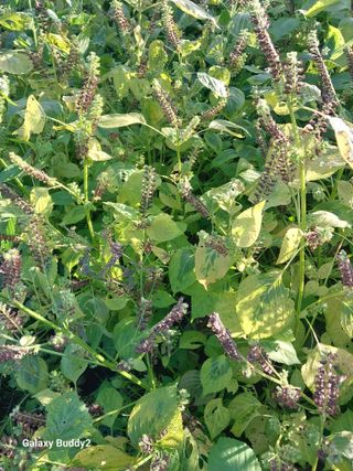 별나라님의 농사, 무엇이든 물어보세요! · 참여글 작성글 사진