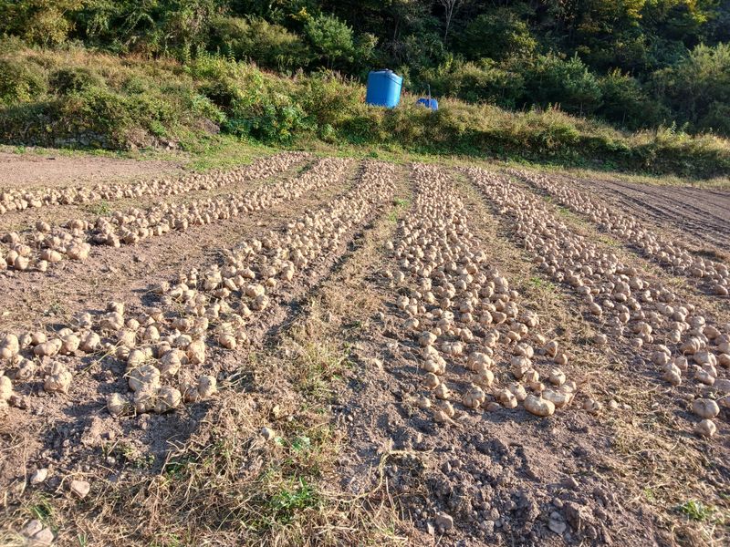 유석범님의 장터 판매 상품 [히카마 7kg] 첨부 사진