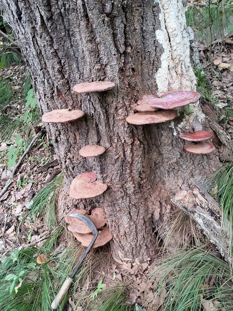 오귀연님의 장터 판매 상품 [1킬로] 첨부 사진