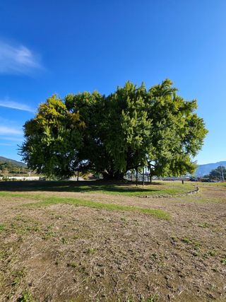 제주 지안이네농장님의 자유주제 · 자유게시판 작성글 사진