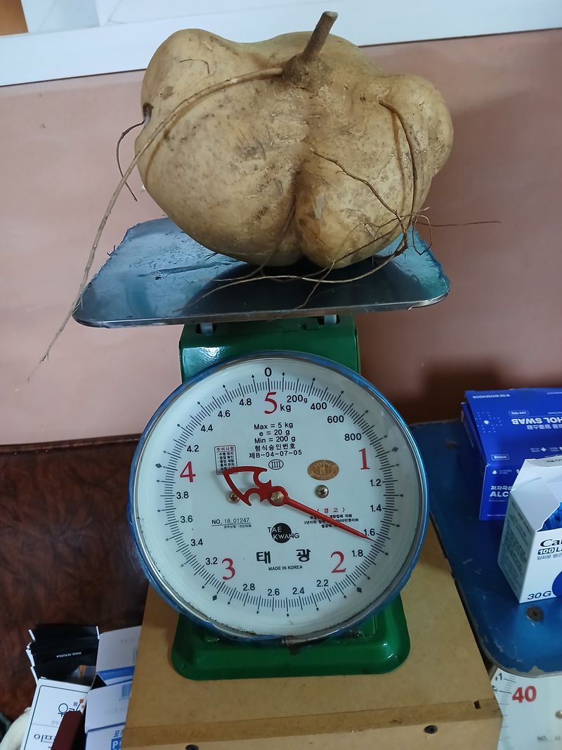 유석범님의 장터 판매 상품 [히카마 7kg] 첨부 사진