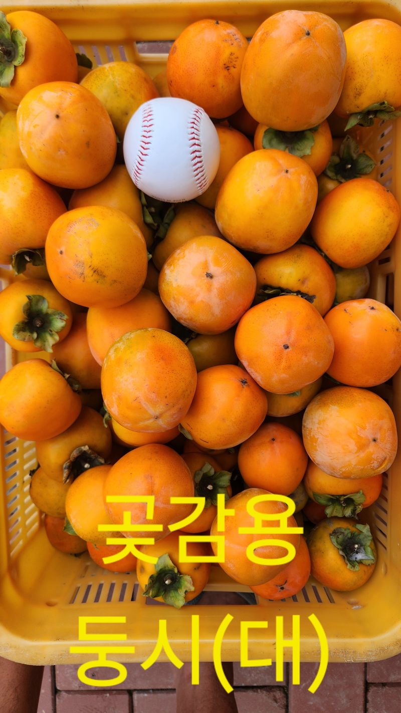 금제섭님의 장터 판매 상품 [상주 곶감용 둥시감 10kg] 첨부 사진