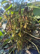 팜모닝 자유주제·자유게시판 게시글 이미지