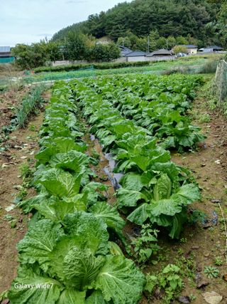 강재화님의 자유주제 · 자유게시판 작성글 사진