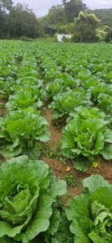 팜모닝 자유주제·자유게시판 게시글 이미지