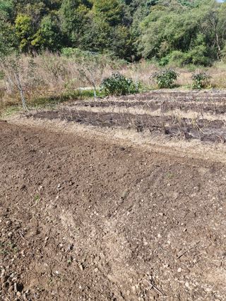 낙엽교목류21691님의 자유주제 · 자유게시판 작성글 사진