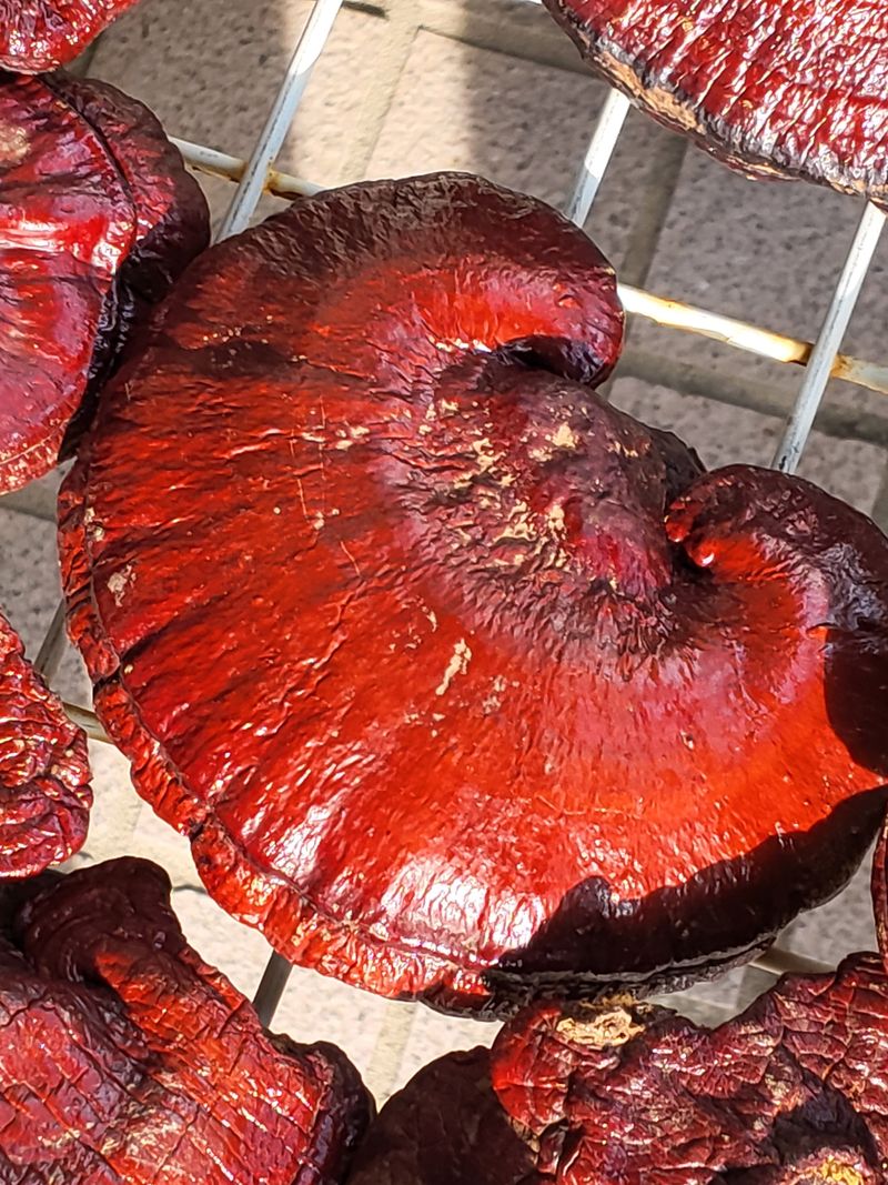 장터 상품 [1킬로] 썸네일