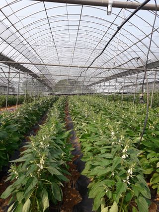 야생화 02님의 자유주제 · 자유게시판 작성글 사진