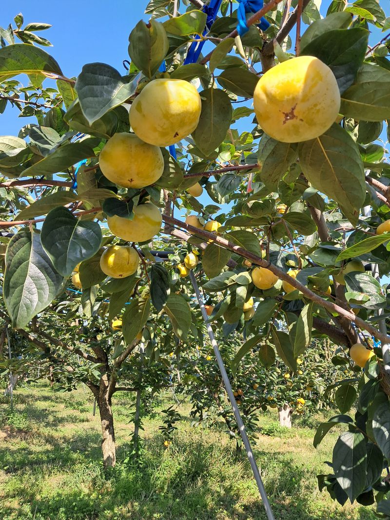 장터 상품 [감풍단감] 썸네일