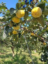 팜모닝 · 게시글 이미지