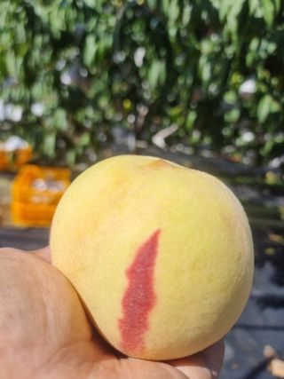 정영기대산축산농부♡님의 자유주제 · 자유게시판 작성글 사진