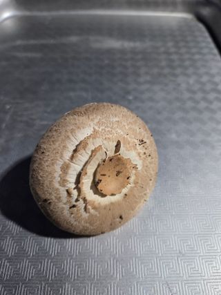 수달이님의 자유주제 · 자유게시판 작성글 사진