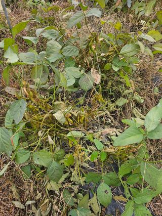 쌍학리 농민님의 기타작물 · 자유게시판 작성글 사진