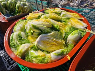 손윤영/수채화농원님의 작성글 사진