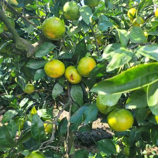 서귀포달코롬감귤농원님의 자유주제 · 자유게시판 작성글 사진