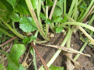 최병동님의 자유주제 · 자유게시판 작성글 사진