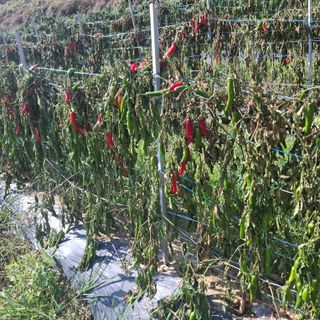 오영도님의 자유주제 · 자유게시판 작성글 사진