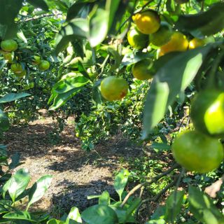 서귀포달코롬감귤농원님의 자유주제 · 자유게시판 작성글 사진