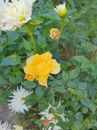 안비님의 자유주제 · 자유게시판 작성글 사진