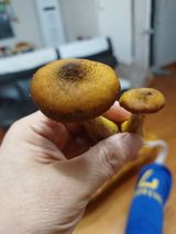 팜모닝 자유주제·자유게시판 게시글 이미지