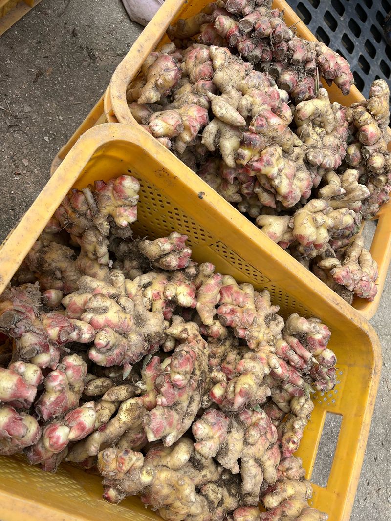 김재우님의 장터 판매 상품 [25년 생강 -판매완료-] 첨부 사진