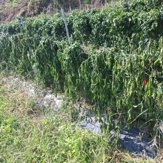 오영도님의 자유주제 · 자유게시판 작성글 사진