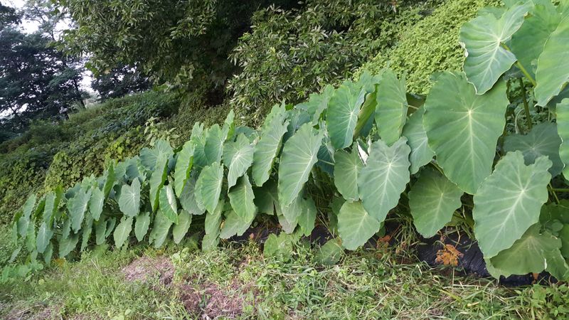 정보센터님의 장터 판매 상품 [왕토란] 첨부 사진