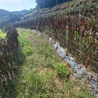 오영도님의 자유주제 · 자유게시판 작성글 사진