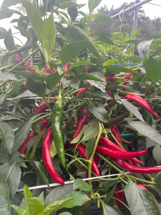 호동댁님의 자유주제 · 자유게시판 작성글 사진