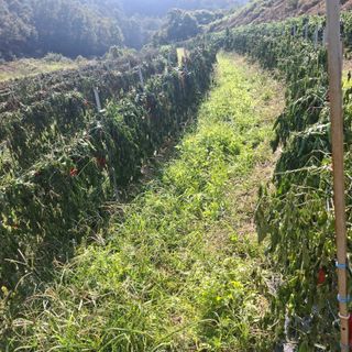 오영도님의 자유주제 · 자유게시판 작성글 사진