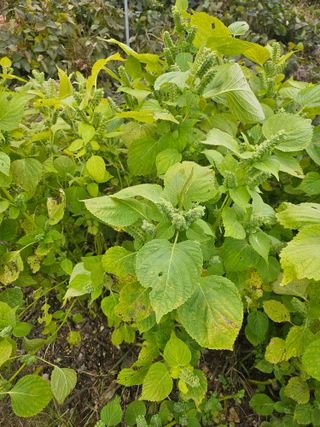 쌍학리 농민님의 들깨 · 자유게시판 작성글 사진