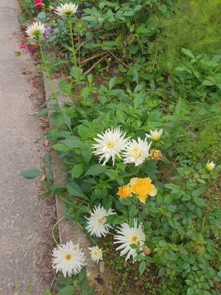 안비님의 자유주제 · 자유게시판 작성글 사진