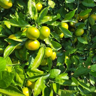 서귀포달코롬감귤농원님의 자유주제 · 자유게시판 작성글 사진