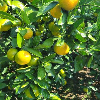 서귀포달코롬감귤농원님의 자유주제 · 자유게시판 작성글 사진