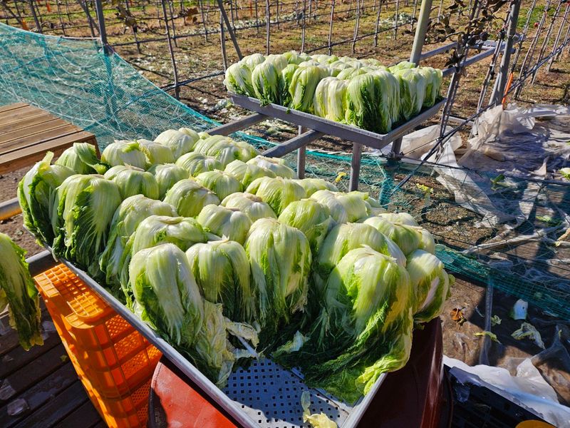손윤영/수채화농원님의 장터 판매 상품 [고냉지 절임배추 20kg] 첨부 사진
