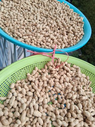 횡성농원님의 자유주제 · 자유게시판 작성글 사진