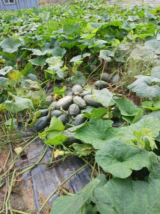 반영숙님의 자유주제 · 자유게시판 작성글 사진