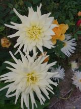 팜모닝 자유주제·자유게시판 게시글 이미지