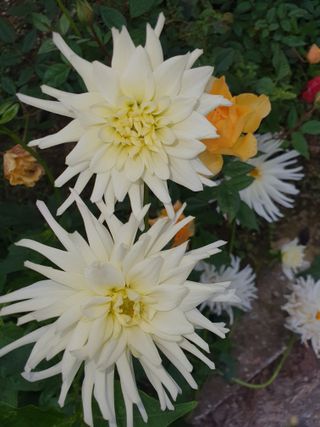 안비님의 자유주제 · 자유게시판 작성글 사진