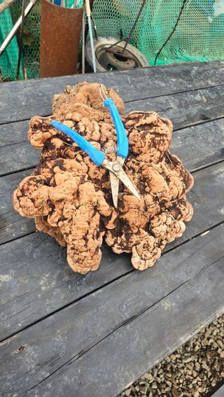 허 동길(길이농장)님의 자유주제 · 자유게시판 작성글 사진