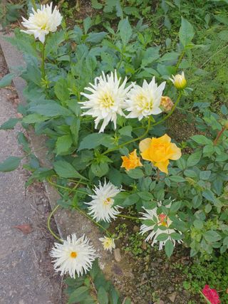 안비님의 자유주제 · 자유게시판 작성글 사진